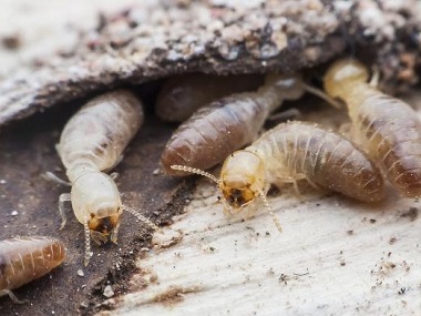 南海灭白蚁——有白蚁的房子还能住吗？