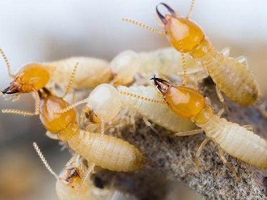 大沥消杀白蚁公司家庭做白蚁预防的五个方面