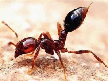 南海防控病媒生物中心：红火蚁的危害性