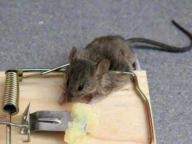 里水杀虫灭鼠机构综合防治老鼠的解决方案